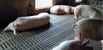 漏糞板：乳豬早期補料的必要性